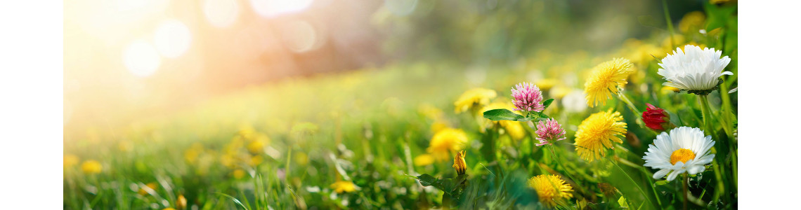 Spring Season Sure to Bring A Breath of Fresh Air for Texas